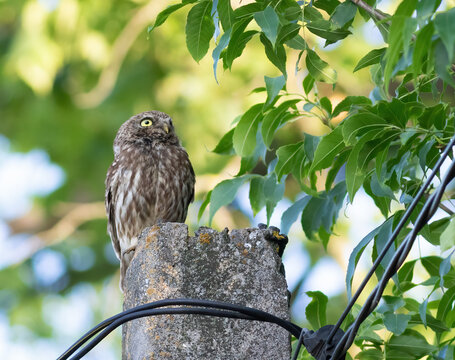 Little owl, Athene noctua. A bird sits on an electricity pole and stares off into the distance