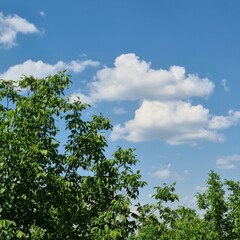 A group of trees with blue sky and clouds