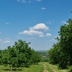Fototapeta premium A grassy area with trees and blue sky