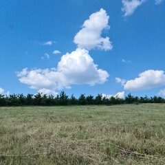 A field of grass with blue sky and clouds