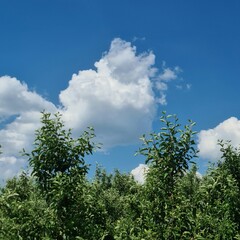 A group of trees with blue sky and clouds