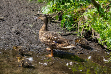 Mallard Duck Baby on water surface, Ducklings Swimming
