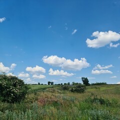 Fototapeta na wymiar A grassy field with trees and blue sky