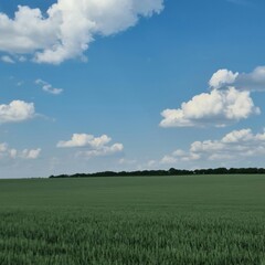 Obraz premium A field of green grass