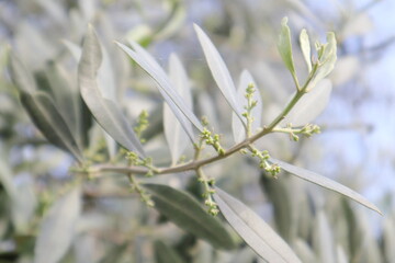 Olive branch, with buds and silvery leaves.