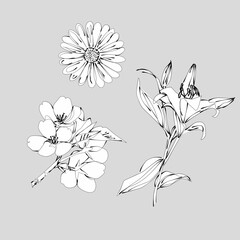 hand drawn flowers