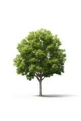 One whole tree on white background. Generated with AI technology.