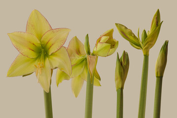 Blooming hippeastrum (amaryllis)   