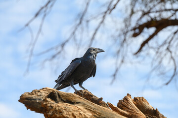 Fan-tailed raven