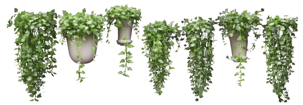 Set of dichondra creeper plant illustration on a transparent background. Generative AI.