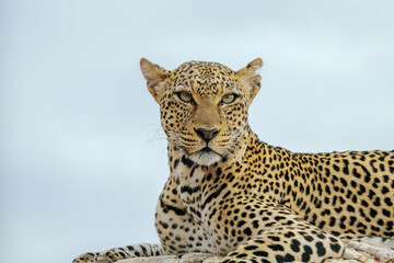 Leopard on Rock