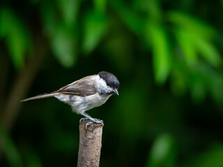 Sikora uboga. Poecile palustris. Titmouse sitting on a stick, beautiful green background.