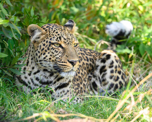 Leopard waiting for prey