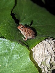 frog on a leaf
