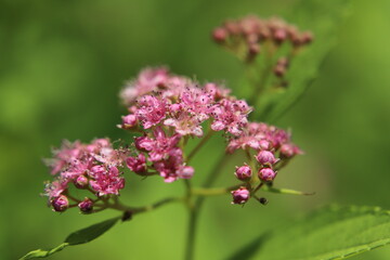 pink flower