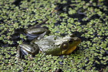 Big green frog in water