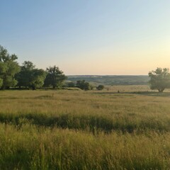 A field with trees and grass