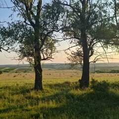 Fototapeta na wymiar A grassy field with trees