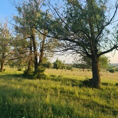 Fototapeta na wymiar A grassy field with trees