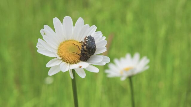 Protaetia metallica species of beetle on dog daisy flower.
