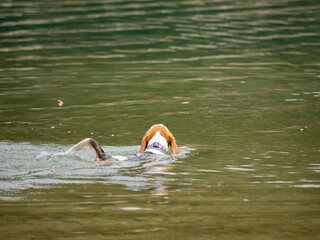 Beagle - pies bigiel bawiący się patykiem nad jeziorem.