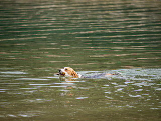 Beagle - pies bigiel bawiący się patykiem nad jeziorem.