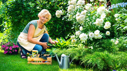 Landscape designer at work in the garden. A smiling senior woman in an apron is caring her roses in a mixed border with garden tools. Hobby in retirement. Retired woman lifestyle.