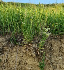 A grassy area with dirt and dirt