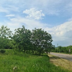 A dirt road with trees on either side of it