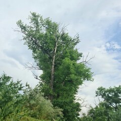 A tree with a green trunk