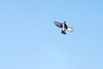 Bird flies in blue sky