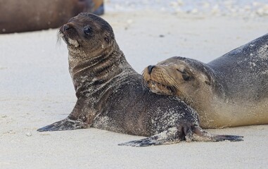 Sea Lion mom and pup