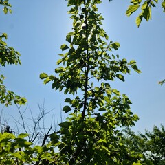 A tree with green leaves