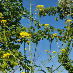 A close-up of some flowers