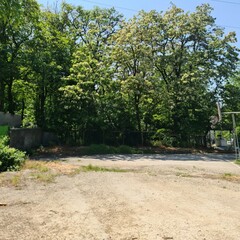A dirt road with trees