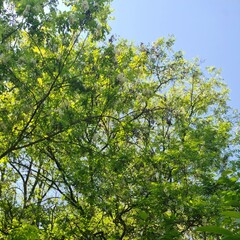 A tree with many leaves