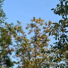 A group of trees with green leaves
