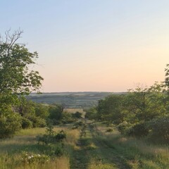 A grassy area with trees and a body of water in the distance