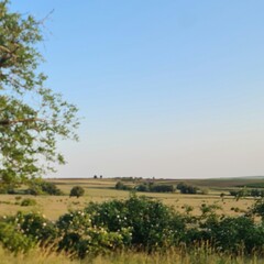 A field with trees and blue sky