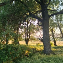 A tree in a forest