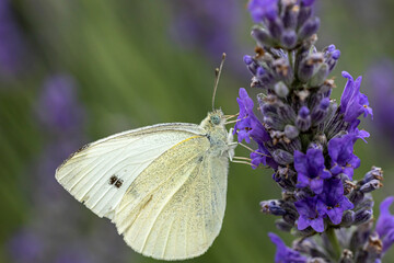Papillon piéride du chou
