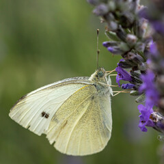 Papillon piéride du chou