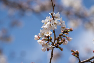 青空の下で咲く満開の桜