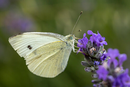 Papillon pi&eacute;ride du chou