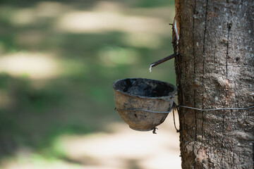 Tapping latex rubber tree and bowl filled with latex, close up of rubber tree in the farm, rubber...