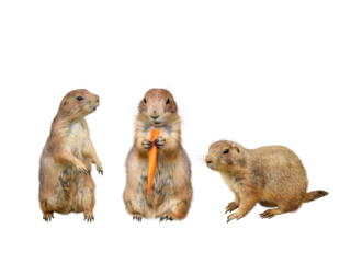 プレイリードッグ