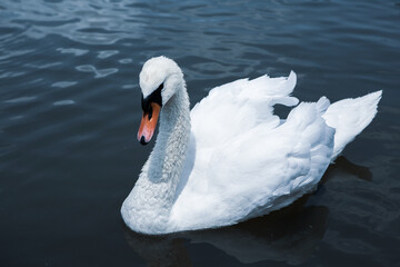 Obraz premium Beautiful white swans swimming on a lake in the park.