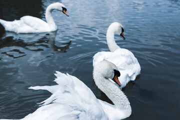 Beautiful white swans swimming on a lake in the park.