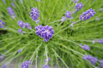 Fototapeta premium lilac flowers of blooming lavender on a green background . view from above. nature. calendar. summer poster