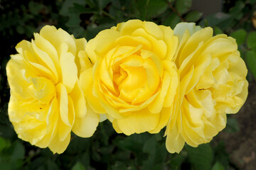 next to it are three large buds of a bright yellow rose on a dark background.  nature .  flowers